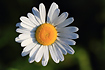 Oxeye Daisy flower
