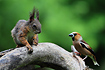 Red Squirrel and Hawfinch (only the squirrel is in focus)