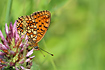 Photo ofTwin-spot Fritillary (Brentis hecate). Photographer: 