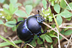 Springtime Dung Beetle (Trypocopris vernalis)