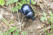 Springtime Dung Beetle (Trypocopris vernalis)