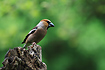 Photo ofHawfinch (Coccothraustes coccothraustes). Photographer: 