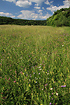 Flower-rich meadow in northern Hungary