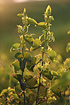 Photo ofEuropean Birthwort (Aristolochia clematitis). Photographer: 