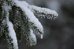 Frozen spruce branch (Picea)