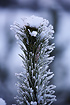 Frozen pine (Pinus)