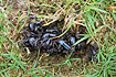 Faeces from a fox with a large amount of beetle remains