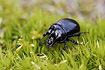 Minotaur Beetle