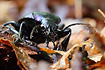 Violet Ground Beetle (Carabus violaceus) portrait