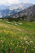 Flowers at Alpspitze