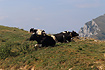 Cows on grass on Monte Baldo