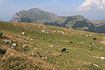 Cows grazing on Monte Baldo