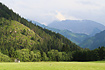 Meadow in the alps