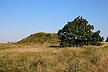 Burrial mound and oak tree (Firehje at Randbol)