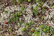 Cowberry and lichens