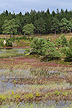 The temporary lakes (seven year lakes) at Frederikshaab Plantation