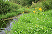 Monkeyflower has spread from Engelsholm to most of the area along Vejle River since the beginning of the 19th century