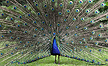 Peacock displaying its impressive tail feathers (captive)