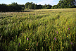 Meadow with blooming Leopard Marsh Orchid and Western Marsh Orchid