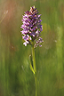 Blooming Leopard Marsh Orchid