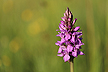 Flowering Western Marsh Orchid