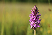 Blooming Western Marsh-Orchid