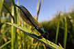 Banded Demoiselle and surroundings