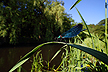 Beautiful Demoiselle on its lookout spot at Vejle River