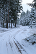 Forest track through the deep-frozen Frederikshaab Plantation