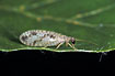 A brown lacewing