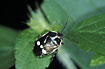 Photo ofCabbage Bug (Eurydema oleracea). Photographer: 