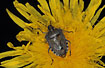 Photo of (Dolycoris baccarum). Photographer: 