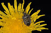 Foto af Almindelig Brtge (Dolycoris baccarum). Fotograf: 