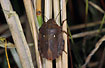 Photo ofTortoise Bug (Eurygaster testudinaria). Photographer: 