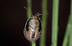 Juvenile Gorse shieldbug