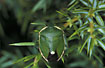 Photo ofGorse bug (Chlorocroa juniperina ). Photographer: 