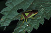 Photo ofHawthorn shieldbug (Acanthosoma haemorrhoidale). Photographer: 