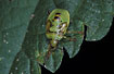 Nymph of the bug Elasmotesthus interstinctus 