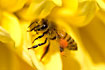 Photo ofHoney bee (Apis mellifera). Photographer: 