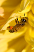 Honey Bee with full pollenbaskets collecting orange pollen