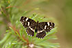 Map Butterfly (male) on conifer