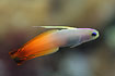 Photo ofFire Dartfish (Nemateleotris magnifica). Photographer: 