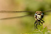 Southern Hawker photographed from the front