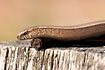 Slow Worm which has lost the tip of the tail in an attempt to escape enemy