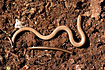 Slow Worm which has lost tip of taile