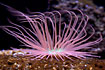 Tube dwelling anemones - Ceriantus sp.