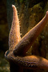 Photo ofCommon Starfish (Asterias rubens). Photographer: 