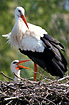 White Stork nesting