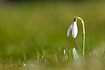 Lonely Snowdrop on a lawn