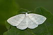 Common White Wave on oakleave